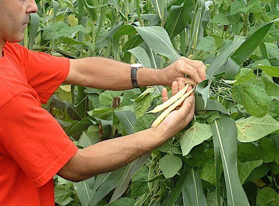 Le haricot-maïs recherche des producteurs en Adour